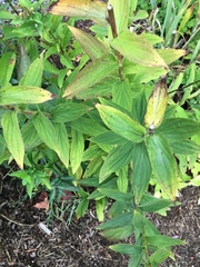 Digitalis grandiflora