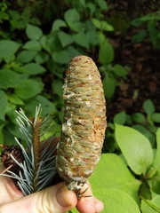 Abies flinckii