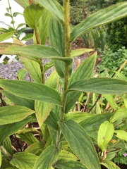 Digitalis grandiflora