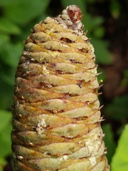 Abies flinckii