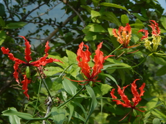 Gloriosa superba
