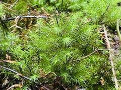 Dendroligotrichum dendroides