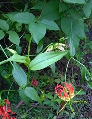 Gloriosa superba