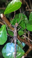 Trachythorax