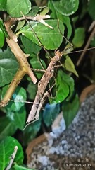 Trachythorax