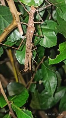 Trachythorax