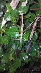 Trachythorax