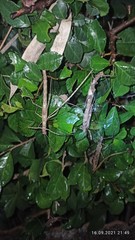 Trachythorax