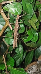 Trachythorax