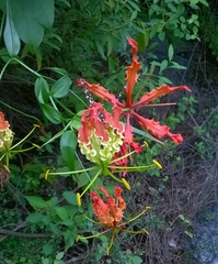 Gloriosa superba