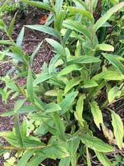 Digitalis grandiflora