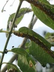 Uresiphita reversalis