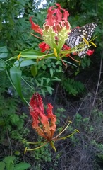 Gloriosa superba