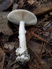 Amanita arocheae