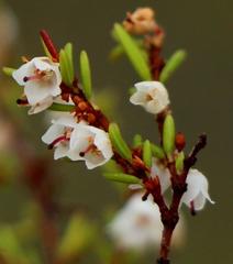 Erica tenuis