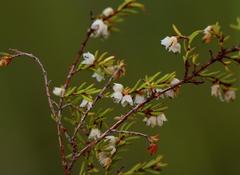 Erica tenuis
