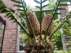 Encephalartos senticosus
