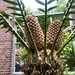 Lebombo Cycad - Photo (c) Eric the Squig, some rights reserved (CC BY-NC), uploaded by Eric the Squig