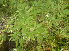 Lonicera caerulea edulis