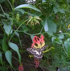 Gloriosa superba