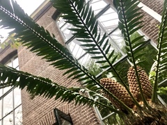 Encephalartos senticosus