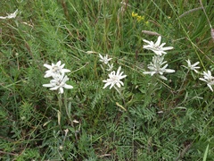 Leontopodium ochroleucum