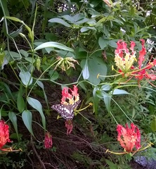 Gloriosa superba