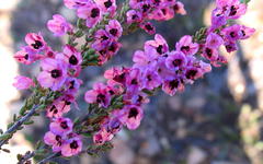 Erica newdigatei