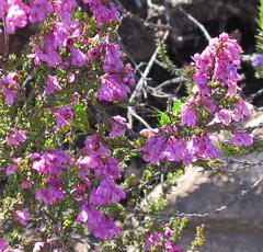 Erica newdigatei