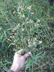 Symphyotrichum bracteolatum