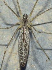 Holocnemus hispanicus