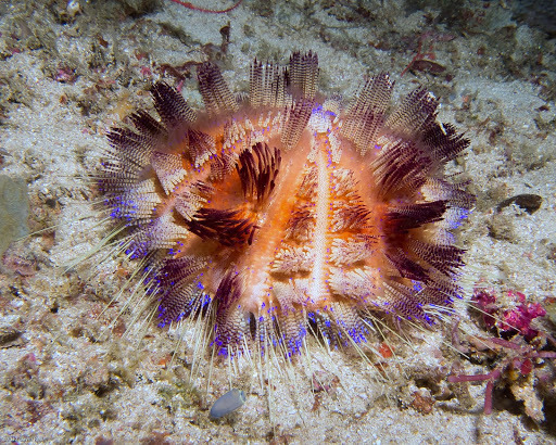 Echinothurioida