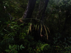Bromus pumpellianus