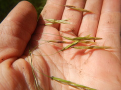 Bromus pumpellianus