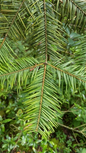 Abies flinckii