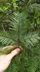 Abies flinckii
