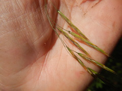 Bromus pumpellianus