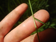 Bromus pumpellianus