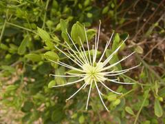 Maerua juncea crustata
