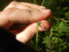 Bromus pumpellianus