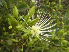 Maerua juncea crustata