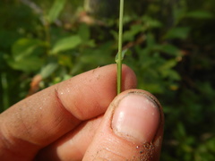 Bromus pumpellianus