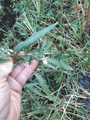 Symphyotrichum bracteolatum