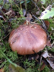 Tricholoma albobrunneum