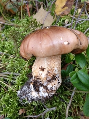 Tricholoma albobrunneum