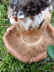Tricholoma albobrunneum