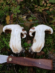 Tricholoma albobrunneum