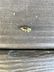 Dicerca tenebrica