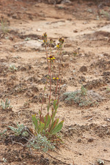 Helianthella microcephala
