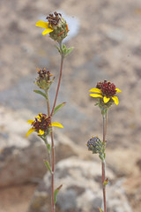 Helianthella microcephala